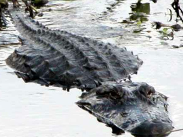 pontoon boat tours West Palm Beach, FL